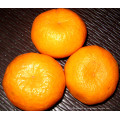 Proveedor profesional Fresh Mandarin Orange (50-54mm)
